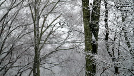 Snow-falls-softly-in-an-empty-forest-in-slow-motion