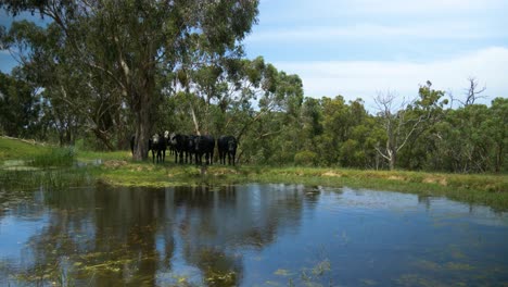 Ein-Damm-Im-Ländlichen-Victoria,-Australien,-Daneben-Schützen-Sich-Schwarze-Und-Weiße-Rinder-Vor-Der-Hitze