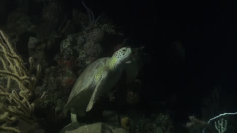 Sea-turtle-at-night