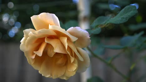 Fine-water-mist-being-sprayed-over-yellow-garden-rose-and-stem-with-blossoming-petals