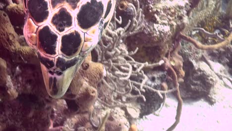 Turtle-swims-toward-camera