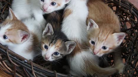 5-cute-kittens-inside-a-basket-looking-at-something-in-almost-syncronized-move