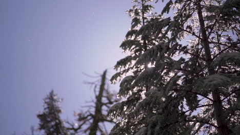 Schwenken-Sie-Den-Schnee,-Der-An-Einem-Sonnigen-Frühlingstag-In-Zeitlupe-Von-Immergrünen-Bäumen-Schmilzt
