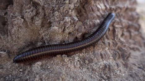 Slomo-Extreme-Close-up-of-Scary-Centipede-on-African-Ground-with-Shallow-Depth-of-Field