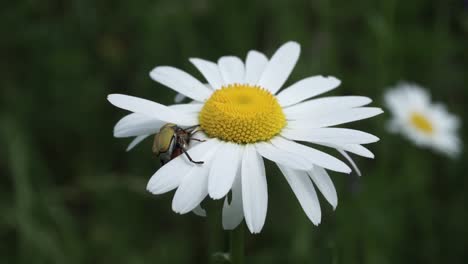 Bugs-mating-on-top-of-daisy-flower-in-slowmotion