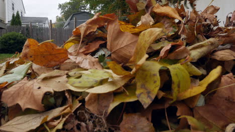 Low-angle-of-raking-leaves-toward-the-camera
