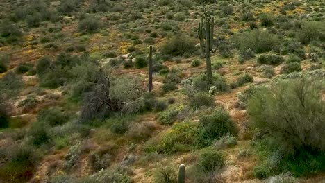 Nahaufnahme-Von-Wildblumen,-Die-über-Den-Hügel-Und-über-Die-Superblüte-Auf-Dem-Boden-Der-Sonora-Wüste,-Tonto-National-Forest,-Bartlett-Lake,-Arizona,-Fallen