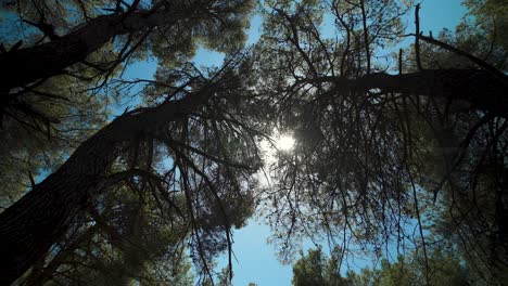 Pine-treetops-with-trunks,-sun-shining-through-their-branches-with-cones,-seen-from-below,-including-blue-sky