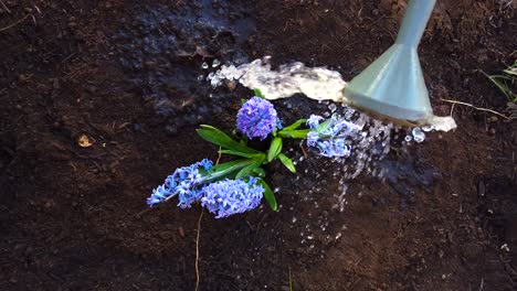 Watering-with-a-watering-can-recently-planted-lilac-flowers-in-a-recently-dug-garden