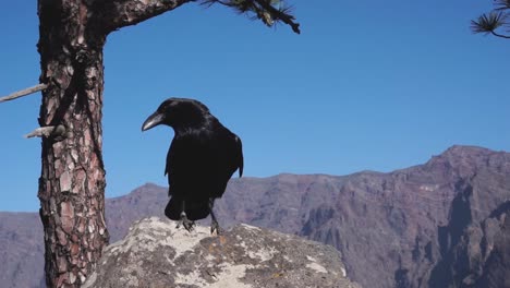 Raven-sits-on-a-rock