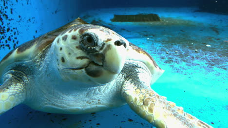 Giant-turtle-at-Kamon-Aquarium,-Japan