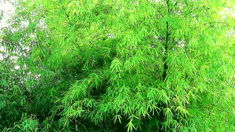 árbol-De-Bambú-Soplado-Por-El-Viento