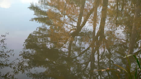 Spiegelung-Im-See---Herbstteich---Fallende-Bäume-Und-Blätter