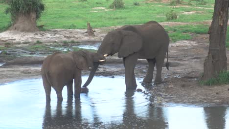 Steady-shot-of-Wild-African-Mom-and-Baby-Elephant-Drinking-Water-from-a-Small-Pond,-during-Rain