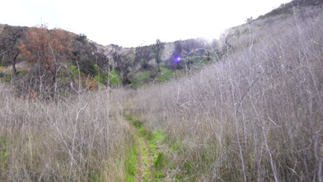 Caminando-A-Través-De-Los-Arbustos-Altos-En-El-Parque