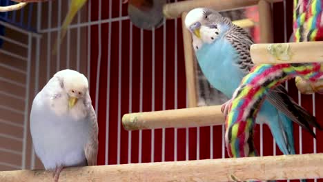 Both-cute-blue-and-light-blue-budgies-seem-tired-and-rest-inside-the-cage