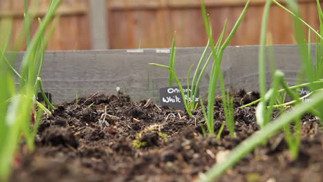 Shot-of-onions-growing-in-a-raised-bed,-with-sign-at-the-end-of-the-row