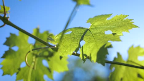 Grape-leaves-in-vineyard-on-a-sunny-day