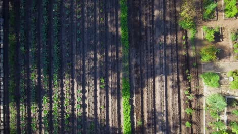 Luftaufnahme:-Blick-Aus-Der-Vogelperspektive-Auf-Ein-Kleines-Gemüsefeld,-Das-In-Einem-Mit-Bäumen-Bewachsenen-Gebiet-Wächst