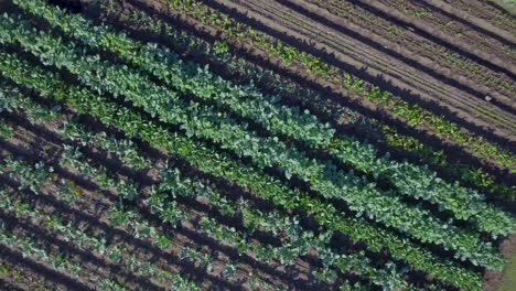 Luftaufnahme:-Vogelperspektive-Auf-Grünflächen,-Die-Auf-Einem-Bewirtschafteten-Bauernhof-In-Austin,-Texas,-Gepflanzt-Wurden