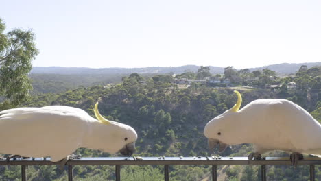 Sliding-shot-of-cockatoos-sitting-and-flying-around-balcony-in-South-Australia
