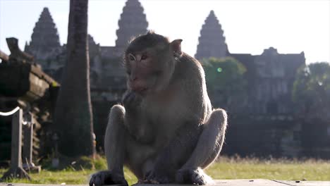 Angkor-Wat-,-Cambodia--Monkey-eating-a-coconut