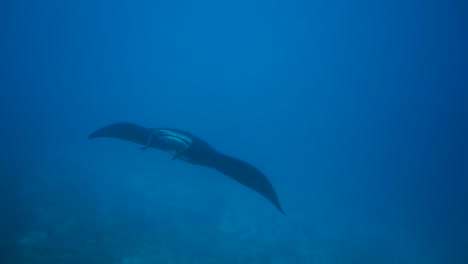 A-black-mantaray-is-dancing-gracefully-in-front-of-the-camera-in-the-blue