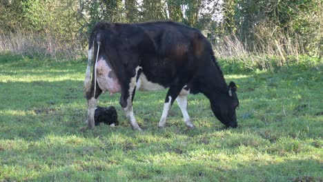 Day-old-new-born-baby-calf-with-its-mother