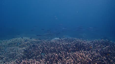 Un-Impresionante-Arrecife-De-Coral-En-El-Jardín-Melissas---Un-Tiburón-De-Punta-Negra-Residencial-Nadando-Frente-A-La-Cámara