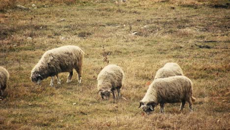 Herd-of-sheep-eating-grass-in-the-field
