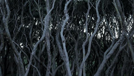 Old-twisted-Moonah-trees-along-the-Anglesea-river,-Australia