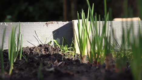 Shot-of-shallots-growing-in-a-raised-bed