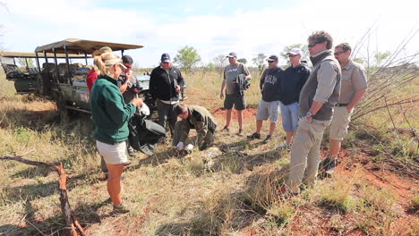 A-group-of-men-work-on-a-conservation-project-for-the-collaring-of-African-Wild-dogs-during-summer-at-the-Madikwe-Private-GAme-Reserve