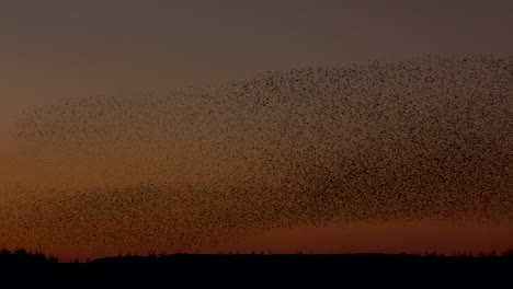 Starling-murmuration-against-the-clear-orange-evening-sky,-making-an-incredible-dark-dense-mass-of-birds-as-they-swoop-and-dive-as-one-huge-flock