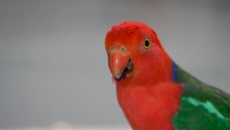 A-close-up-of-a-Red-Parakeet-bird