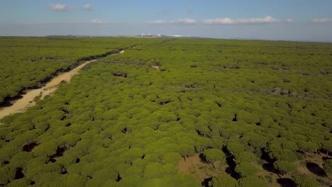 Aerial-view-of-a-big-forest-of-pines-the-mediterranean-coast-of-Spain