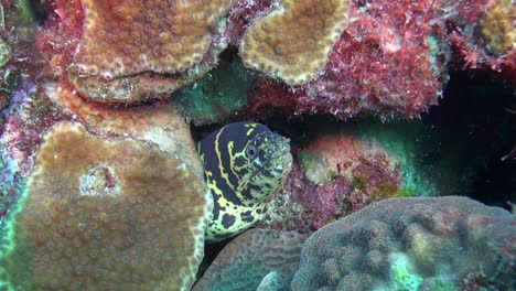 Chain-Moray-Eel-looking-out