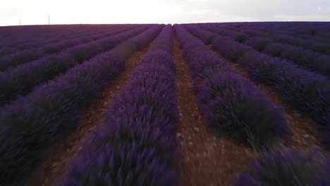 Im-Juli-2018-Einen-Meter-über-Einem-Lavendelfeld-In-Der-Französischen-Provence-Geradeaus-Fliegen