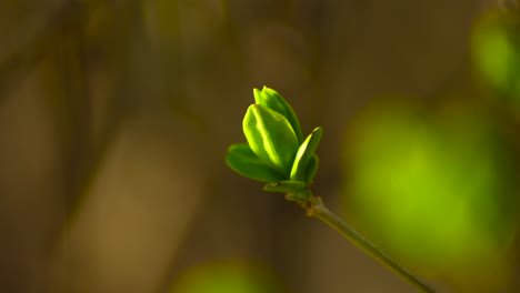 Spring-Tiny-spring-sprout-slow-motion
