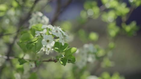 White-fruit-tree-blossom-blowing-in-the-breeze,-shot-in-120-fps