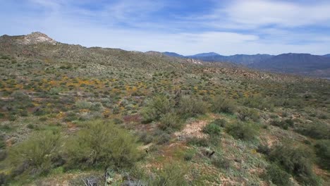 Aerial-approach-rugged-desert-terrain-covered-with-wildflowers-from-2019-super-bloom,-Bartlett-Lake,-Tonto-National-Forest,-Scottsdale,-Arizona
