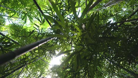Ein-Blick-Nach-Oben-Auf-Einen-Bambuswald-Mit-Wunderschönen-Linien,-Die-Durch-Den-Bambus-Erzeugt-Werden