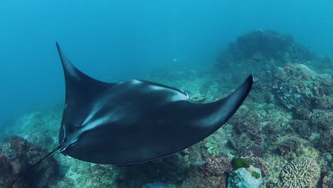 Una-Mantarraya-Gigante-Nadando-Sobre-Un-Arrecife-Colorido