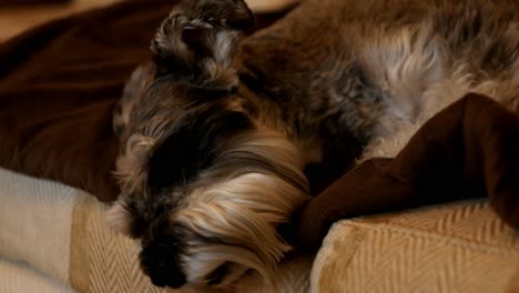 Snoozing-Miniature-Schnauzer-dog