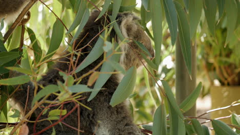 Einheimischer-Australischer-Koala