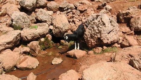 Eine-Ziege-Kommt,-Um-Aus-Einer-Quelle-Zu-Trinken-–-Marokko