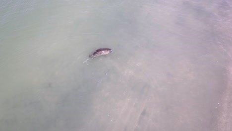 Aerial-view-of-seal-swimming-away-after-release-from-rehabilitation-in-the-Netherlands