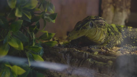 Varanus-Cumingi-lizard-basking-in-her-terrarium