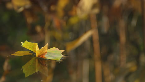 Fallen-tree-leaf-floating-in-a-calm-water-stream-in-Autumn