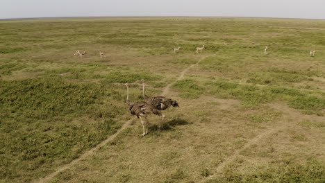 Two-ostriches-and-a-herd-of-gazelles-grazing-grass-in-the-background,-Serengeti-National-Park,-Tanzania